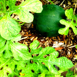 watermelon fruit leaves green photography freetoedit pcwatermelon
