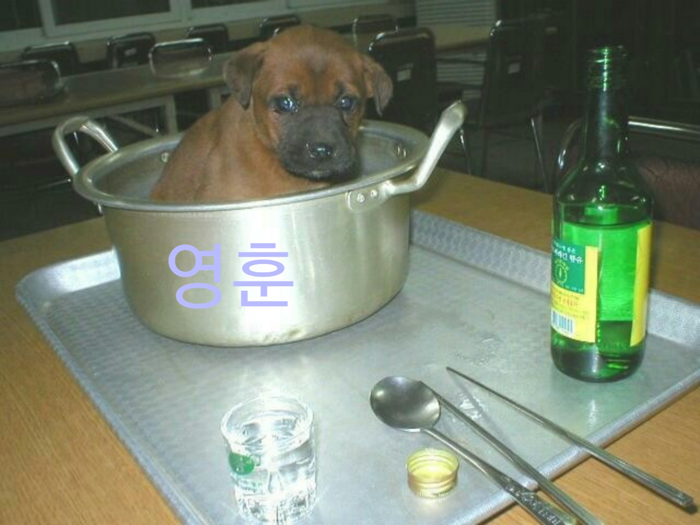 Можно ли щенкам суп. Похлебка для собак. Диетотерапия животных. Кокер спаниель и лабрадор. Диетотерапия животных.