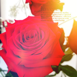 roses redroses freetoedit srcwhatislove whatislove