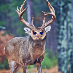freetoedit deer owl олень сова