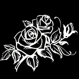 roses rose whiterose rosewhite black freetoedit