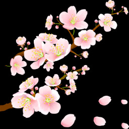 цветы сакура