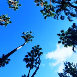 freetoedit palmtree california pcshadesofblue