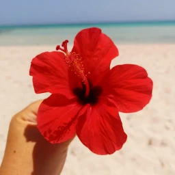 freetoedit pccolorfulsummer flower red sea