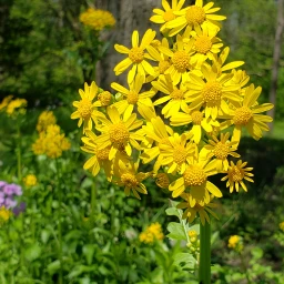 wildflowers yellow naturephotography summer freetoedit pccolorfulsummer