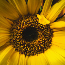 sunflower yellow freetoedit