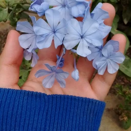 blue blueaesthetic blueflower bluetheme pcshadesofblue