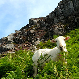 freetoedit nature sheep mountain