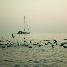 freetoedit sea seagull boat summer