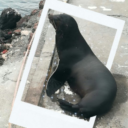 foca galapagosislands