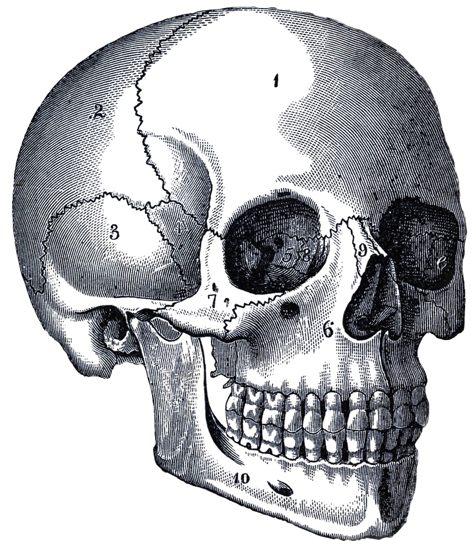 Череп и кости 6. Кости черепа.
