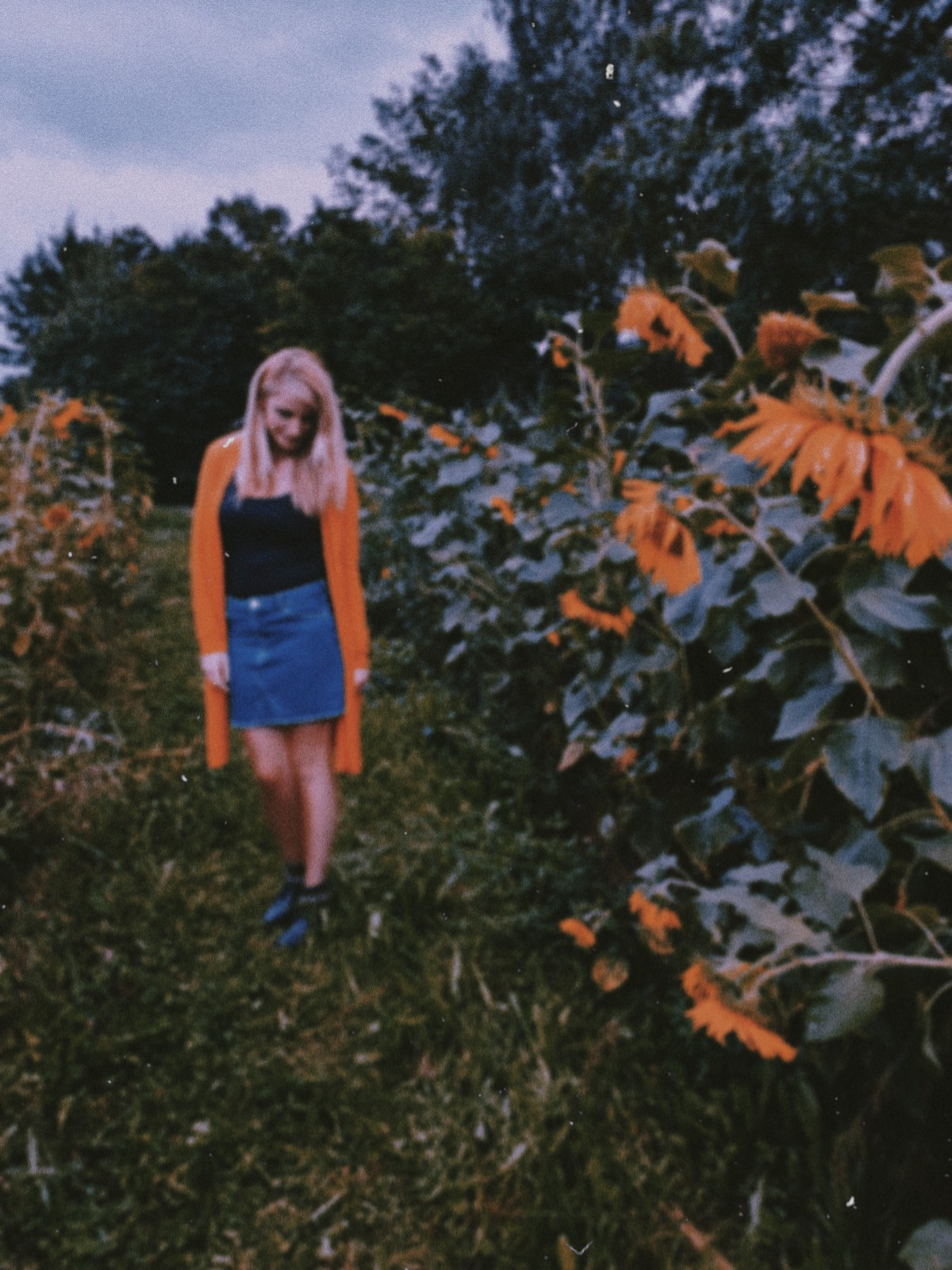 photography sunflowerfield nature naturelovers enjoying