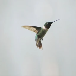 freetoedit nature colorful photography hummingbird pcminimalism