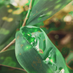 pcleaves leaves