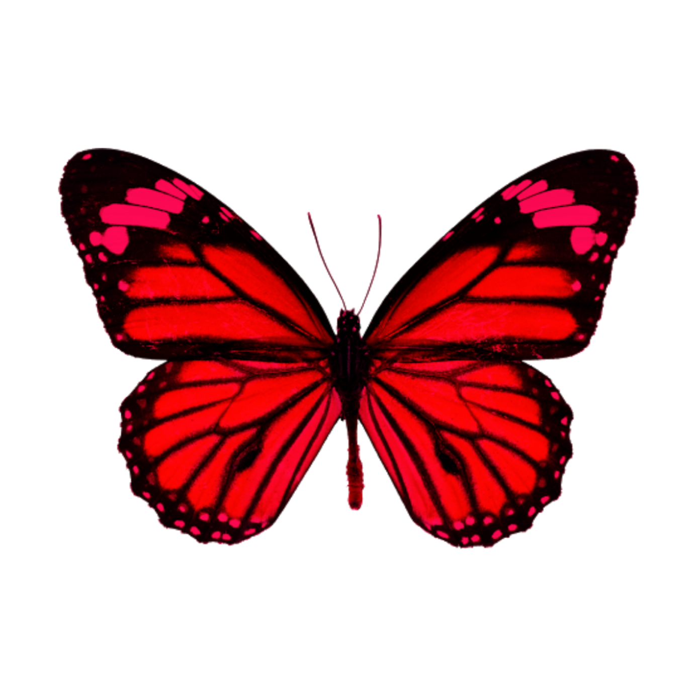 freetoedit red butterfly sticker by @kristalfrancinebrown