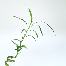 freetoedit plant green bamboo