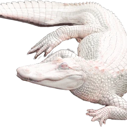 screptile reptile albinoalligator alligator freetoedit