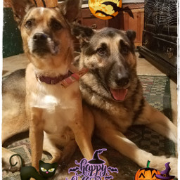 halloween dogs dog puppy happyhalloween freetoedit