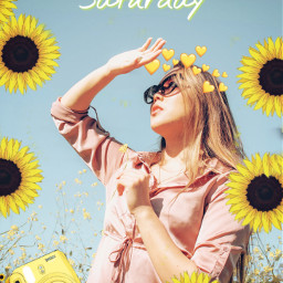 freetoedit sunflowers🌻💛🌻 sunnyday sunflowers ircsunnyday