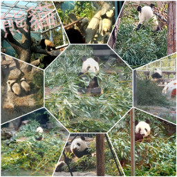 freetoedit panda kawaii panda🐼 beijing