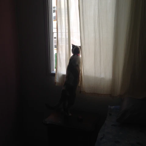 #gato,#janela,#window,#cat,#challenge,#pcsomeoneinawindow
