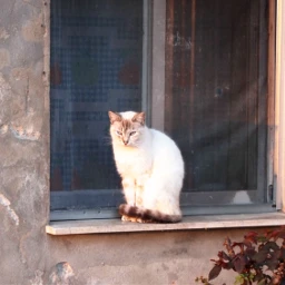 freetoedit gato ventana window beautiful pcsomeoneinawindow