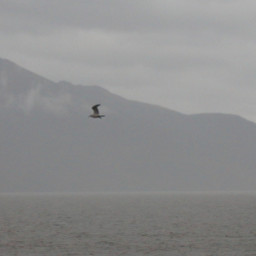 mountains birds seagulls ocean inlet pcgloomyweather gloomyweather