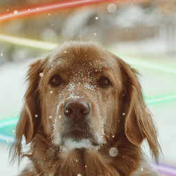 freetoedit pets dog dogs neon
