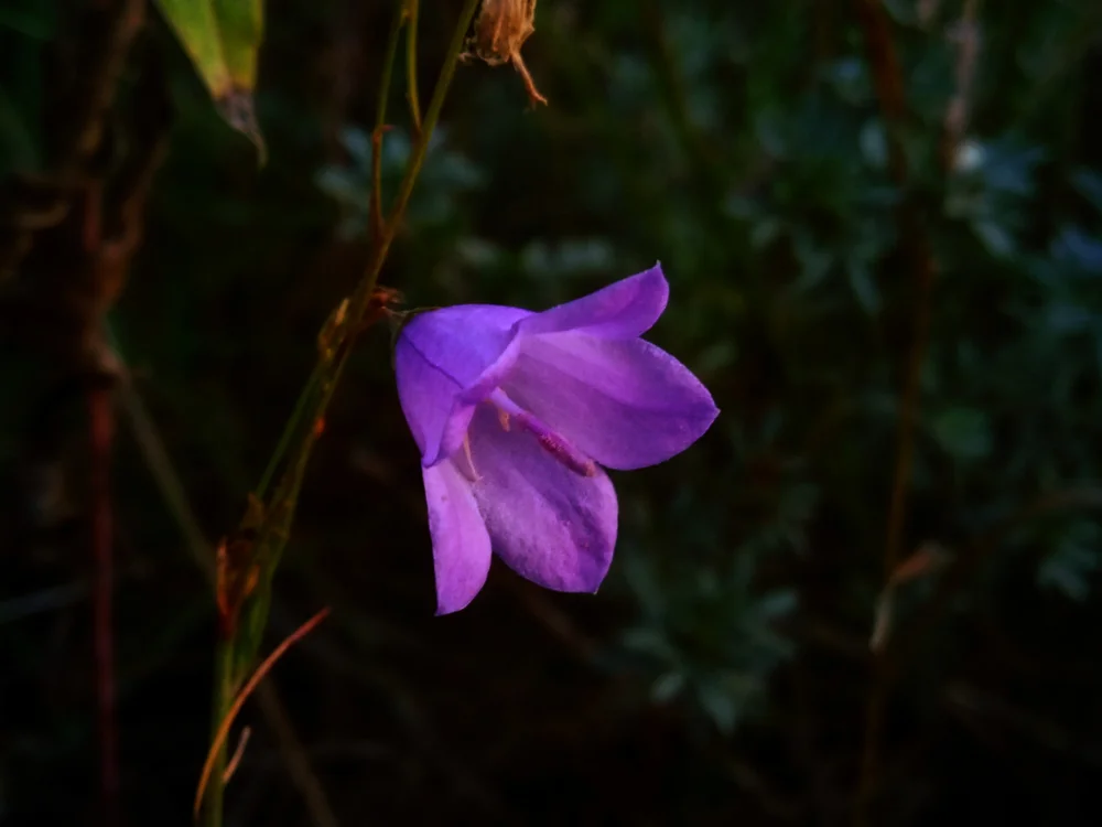 #purple #cyclamen #bluebell #flower