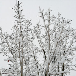 freetoedit snow tree winter winterfeels pcwhite white