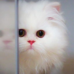 adorablecat white