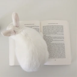 lapin rapbbit book livre reading pcwhite