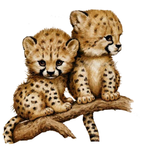 #freetoedit,#cheetah,#cubs,#sccheetah