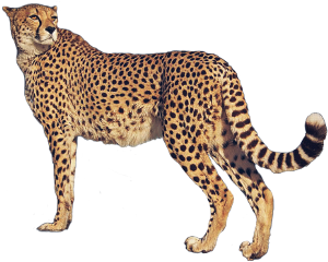 freetoedit colorpaint sccheetah cheetah