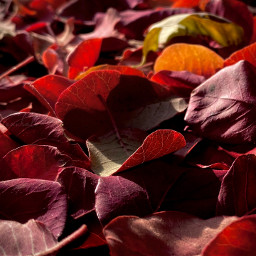 photography leaves closeup macro autumn