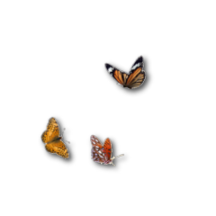 butterfly freetoedit