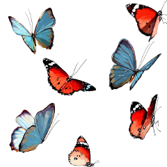 mariposas butterfly freetoedit