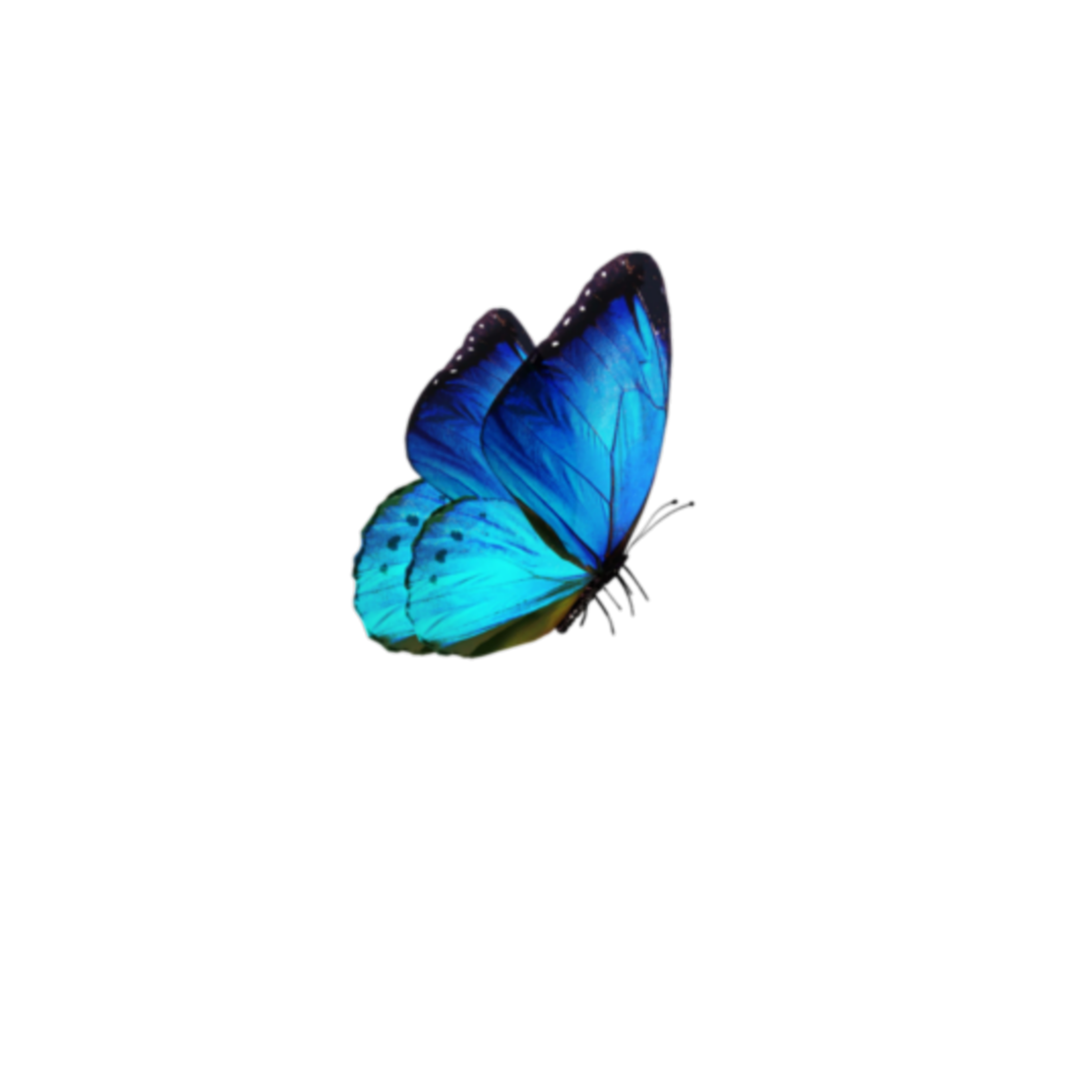15 Transparent Png Blue Glowing Butterfly - Woolseygirls Meme