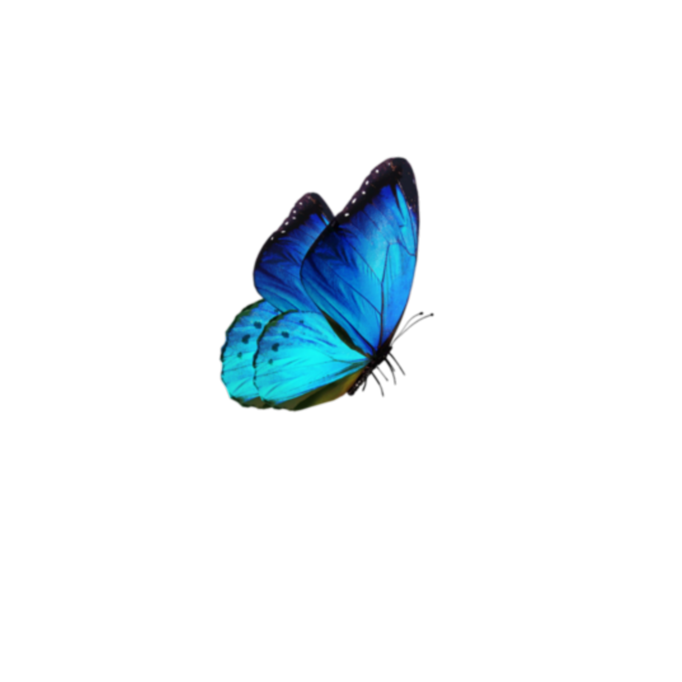 blue butterfly overlay