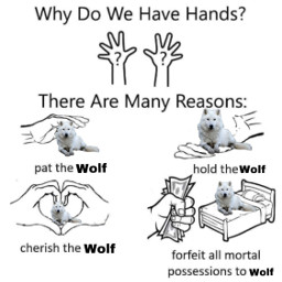 freetoedit relistwolves cheeishwolves lovewolves istandwiththewolves dontkillwolves hatehunters bekindtowolves wolvesarebetterthenhumans