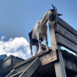 freetoedit goat farm pctheblueabove theblueabove