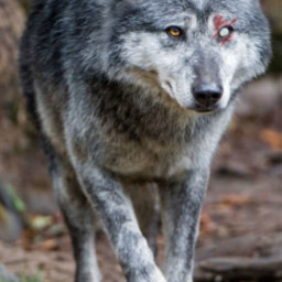 freetoedit halfblind wolf grey gray