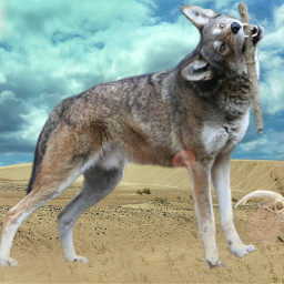 freetoedit wolf desert skull wolfie