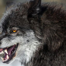 ardyn izunia ardynizunia wolf evil