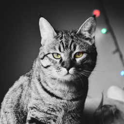 freetoedit cat eyes lights photography