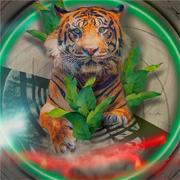 tiger animal wildlife gamecat myedit freetoedit