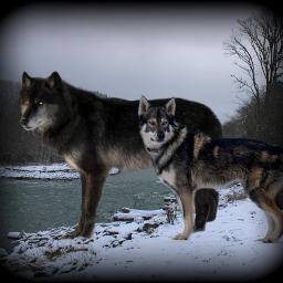 freetoedit friends omega alpha wolf