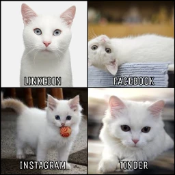 interesting cat gato popular rcsocialpetworks socialpetworks freetoedit