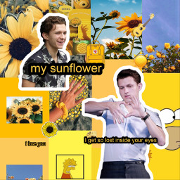 freetoedit tomholland love sunflowers sunflower