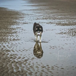 husky_dog husky pcreflections reflections